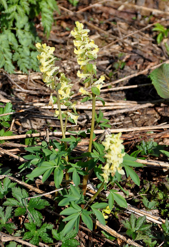 Image of Corydalis marschalliana specimen.