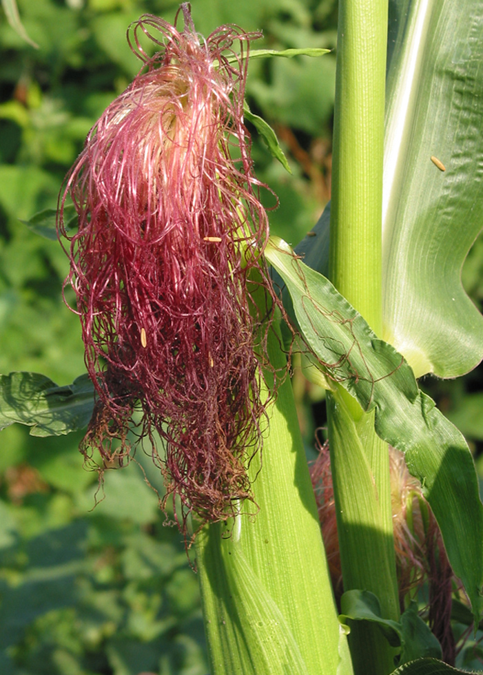 Image of Zea mays specimen.