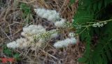 Sorbaria sorbifolia