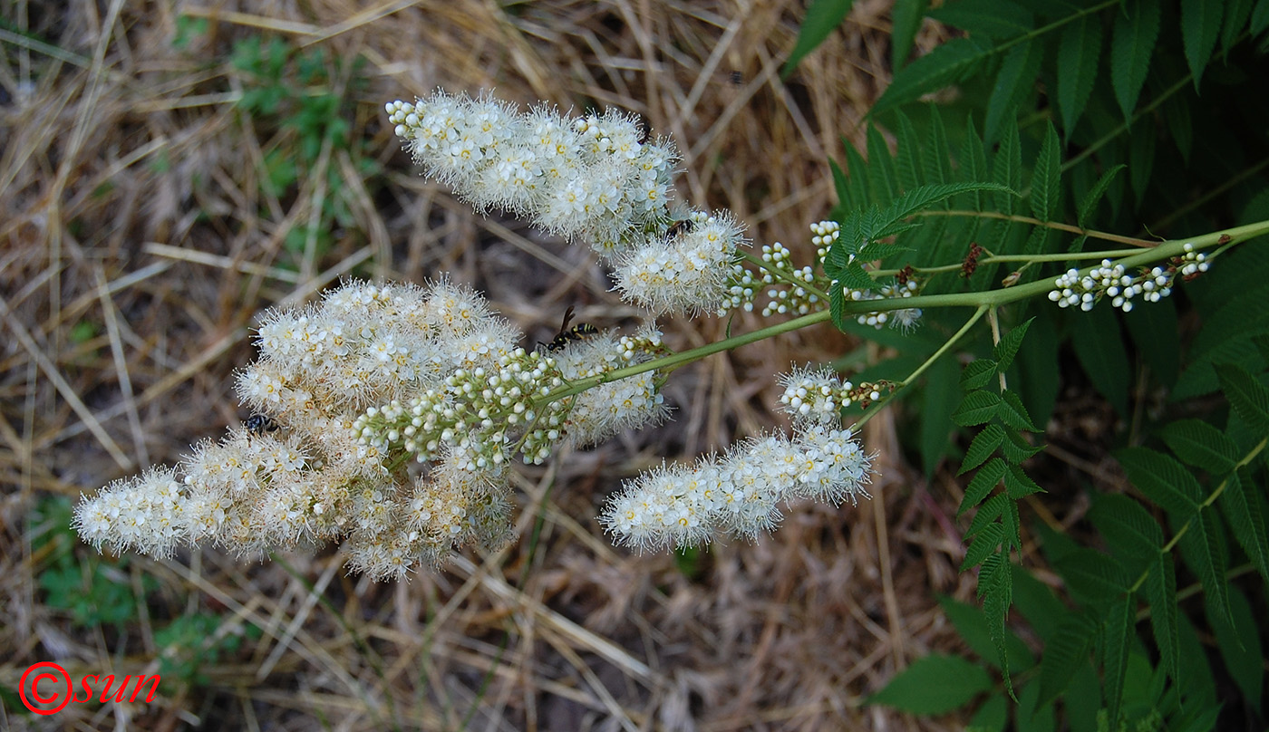 Image of Sorbaria sorbifolia specimen.