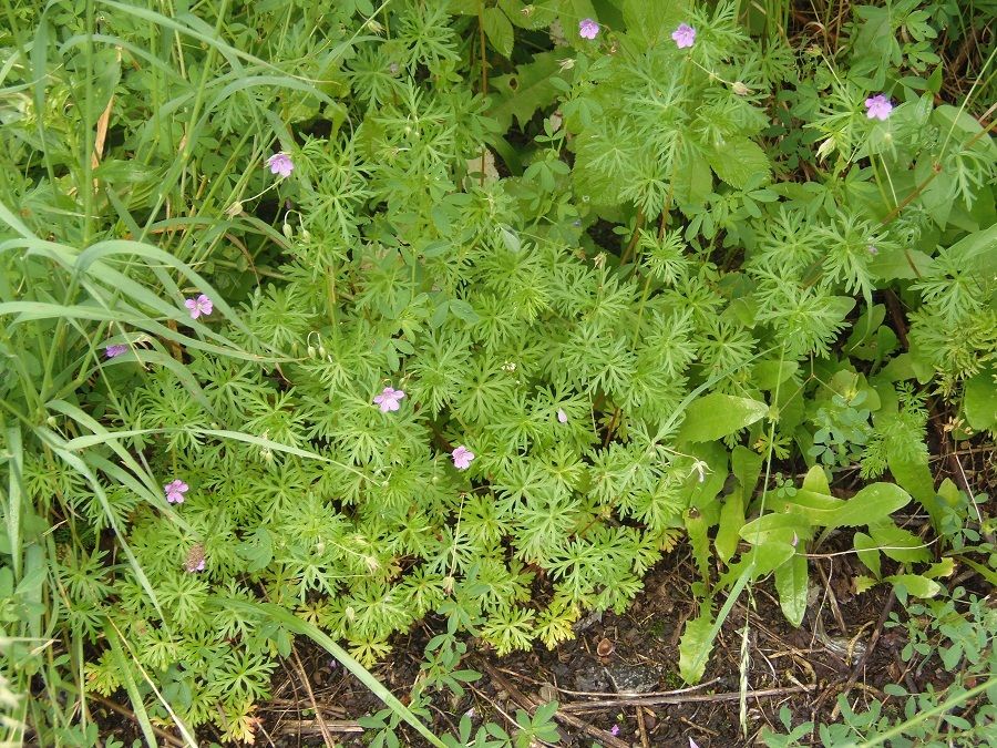 Изображение особи Geranium columbinum.