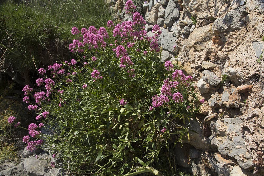 Image of Centranthus ruber specimen.