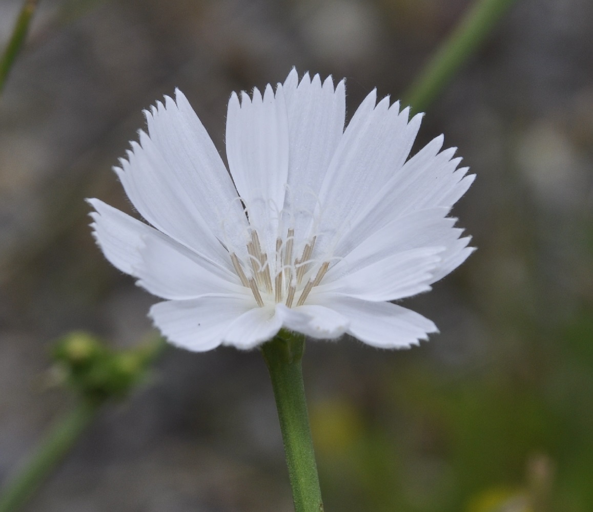 Image of Cichorium intybus specimen.