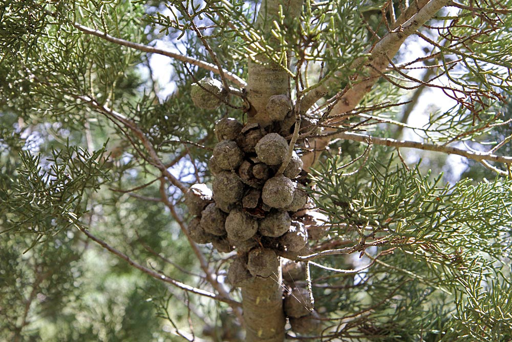 Image of Cupressus sempervirens specimen.