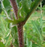 Crepis foetida