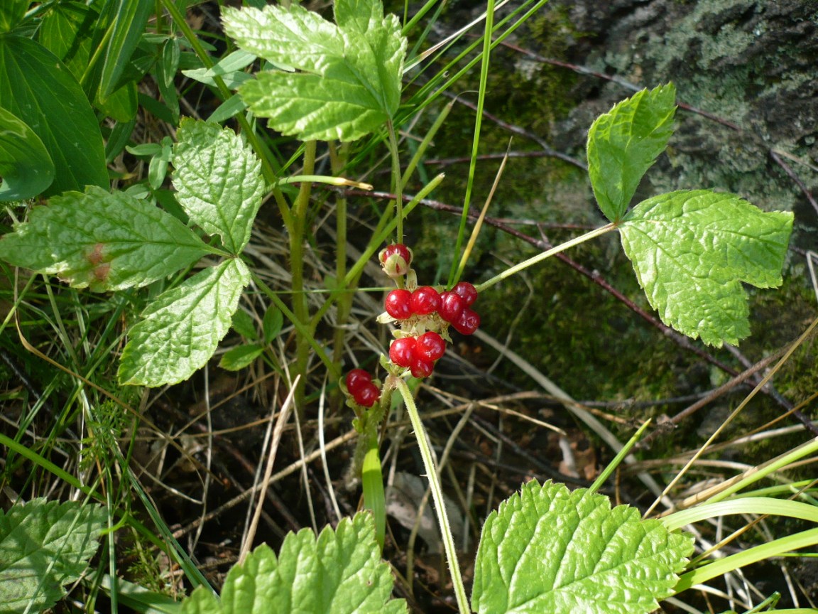 Изображение особи Rubus saxatilis.