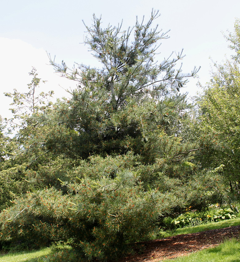 Image of Pinus armandii specimen.