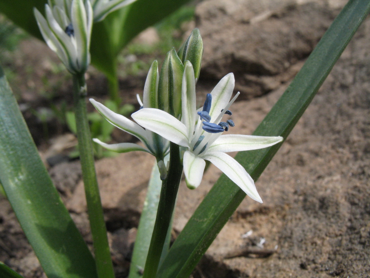 Изображение особи Scilla puschkinioides.