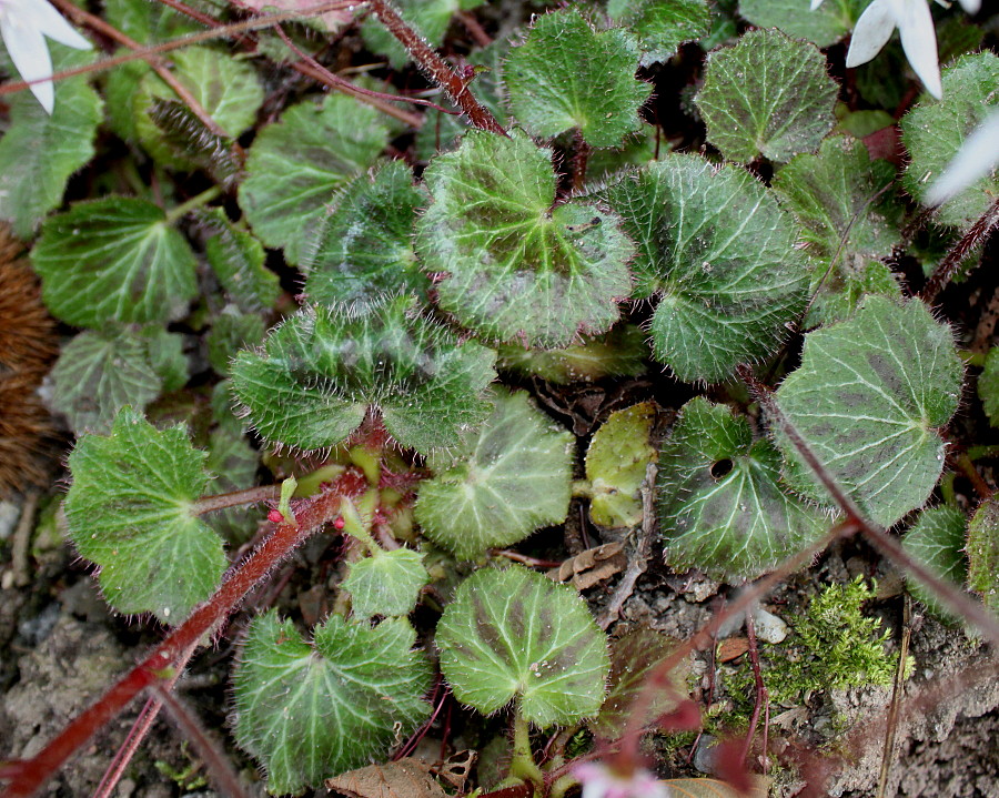 Изображение особи Saxifraga stolonifera.