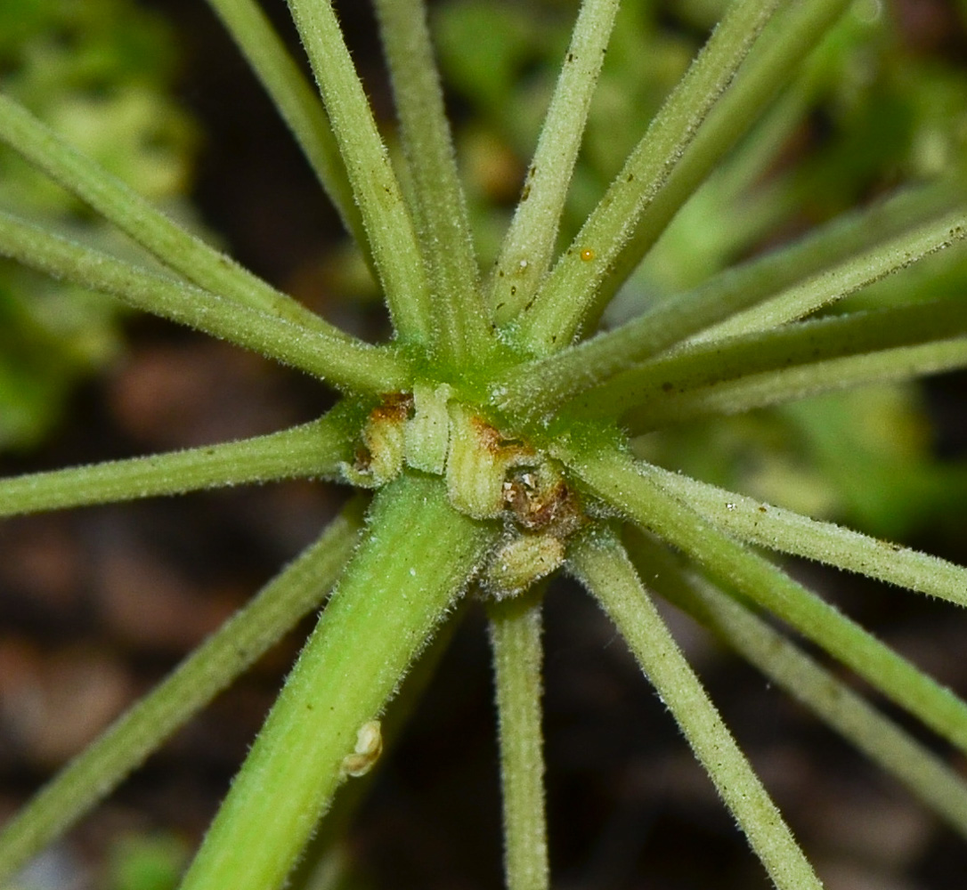 Image of Heteromorpha arborescens specimen.