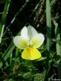 Viola tricolor subspecies alpestris. Цветок. Крымский природный заповедник, Бабуган-Яйла. 19.07.2009.