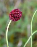 Sanguisorba officinalis. Соцветие. Украина, Кировоградская обл., Устиновский р-н, ландшафтный заказник \"Урочище Монастырище\", влажная низина в пойме реки. 05.10.2013.