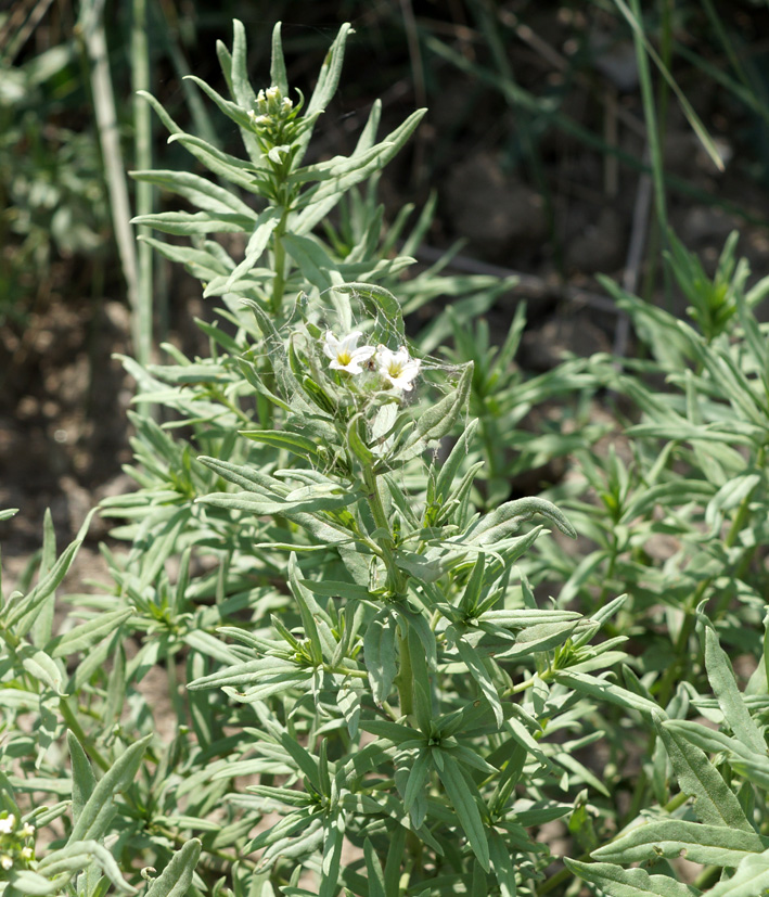Image of Argusia rosmarinifolia specimen.