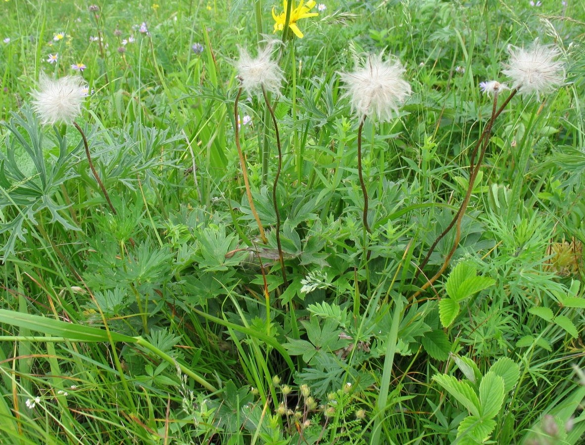 Image of Pulsatilla multifida specimen.