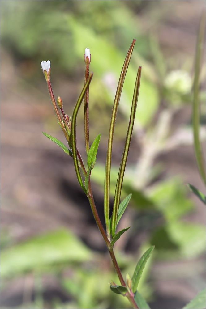 Изображение особи Epilobium pseudorubescens.