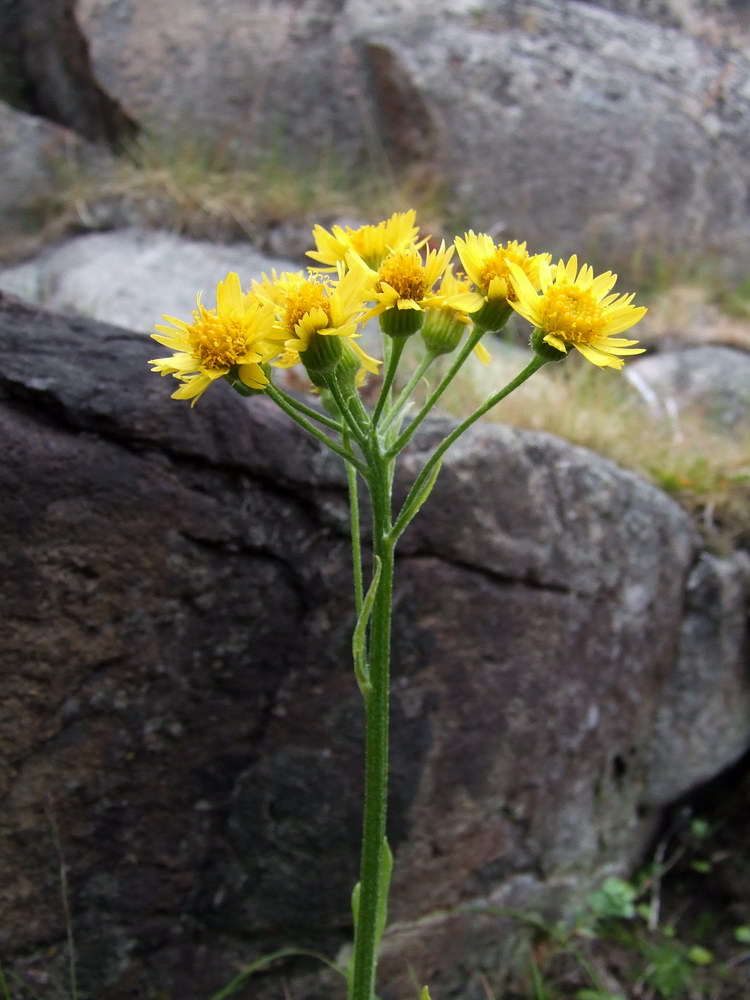 Image of Tephroseris integrifolia specimen.