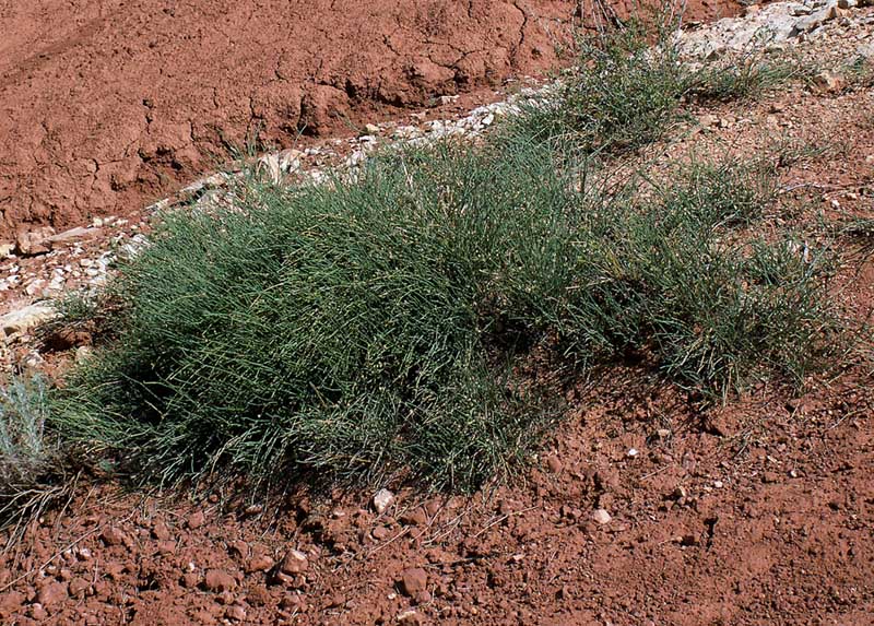 Image of Ephedra distachya specimen.