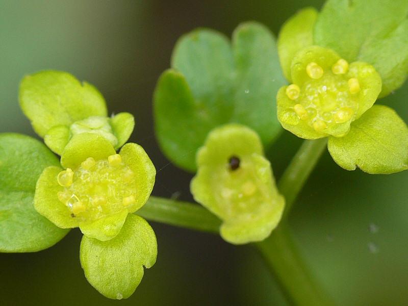 Image of Chrysosplenium kamtschaticum specimen.