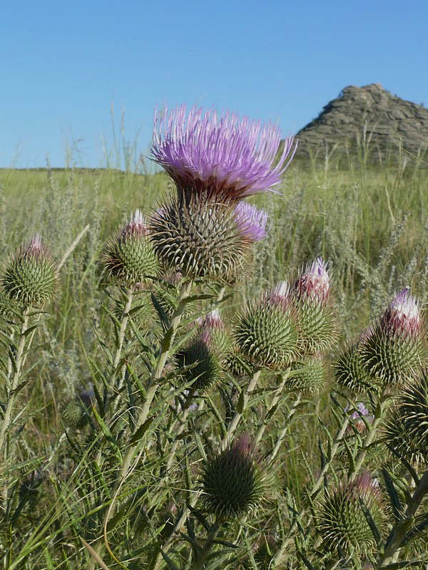 Image of Ancathia igniaria specimen.