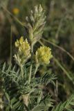 Oxytropis pilosa
