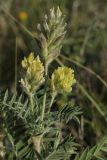 Oxytropis pilosa. Верхушка побега с соцветиями и соплодием. Белгородская обл., окр. пос. Борисовка, Острасьев Яр, степь. 30.06.2009.