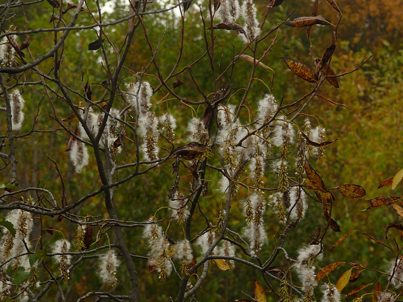 Изображение особи Salix pentandra.