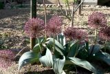 Allium subspecies henrikii
