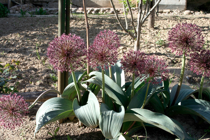 Изображение особи Allium karataviense ssp. henrikii.