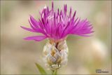 Centaurea vankovii