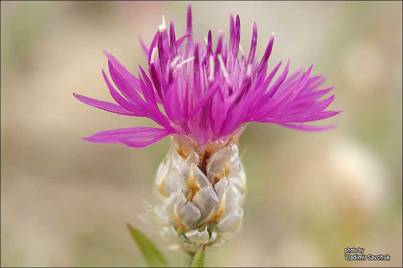 Изображение особи Centaurea vankovii.