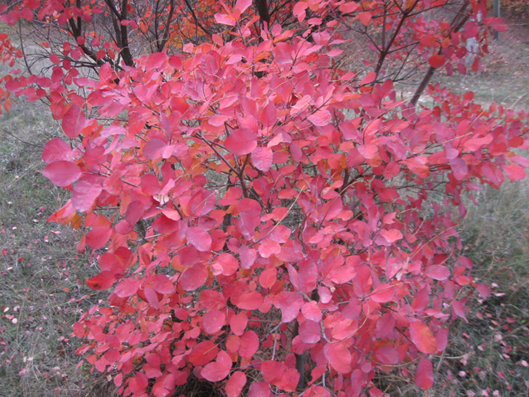 Image of Cotinus coggygria specimen.