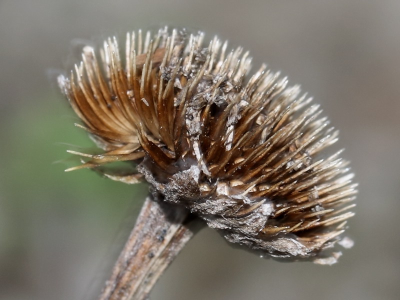 Image of Anthemis tinctoria specimen.