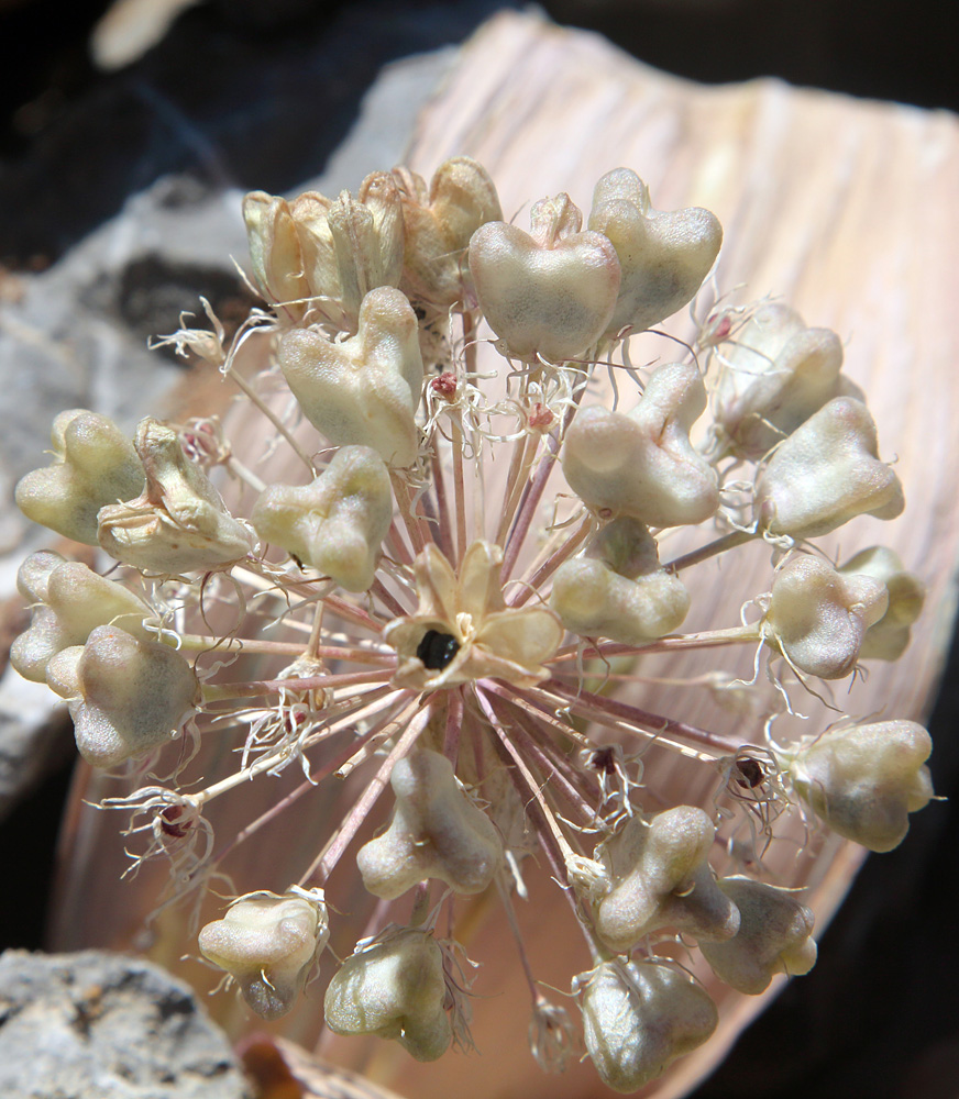 Image of Allium karataviense ssp. henrikii specimen.