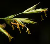 Festuca rubra