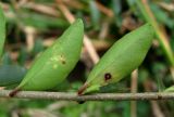 Ligustrum vulgare. Часть побега с поражёнными грибом Thedgonia ligustrina (Boerema) B. Sutton листьями (вид на нижнюю поверхность). Краснодарский край, Сочи, окр. Адлера, рудеральное место. 25.02.2015.