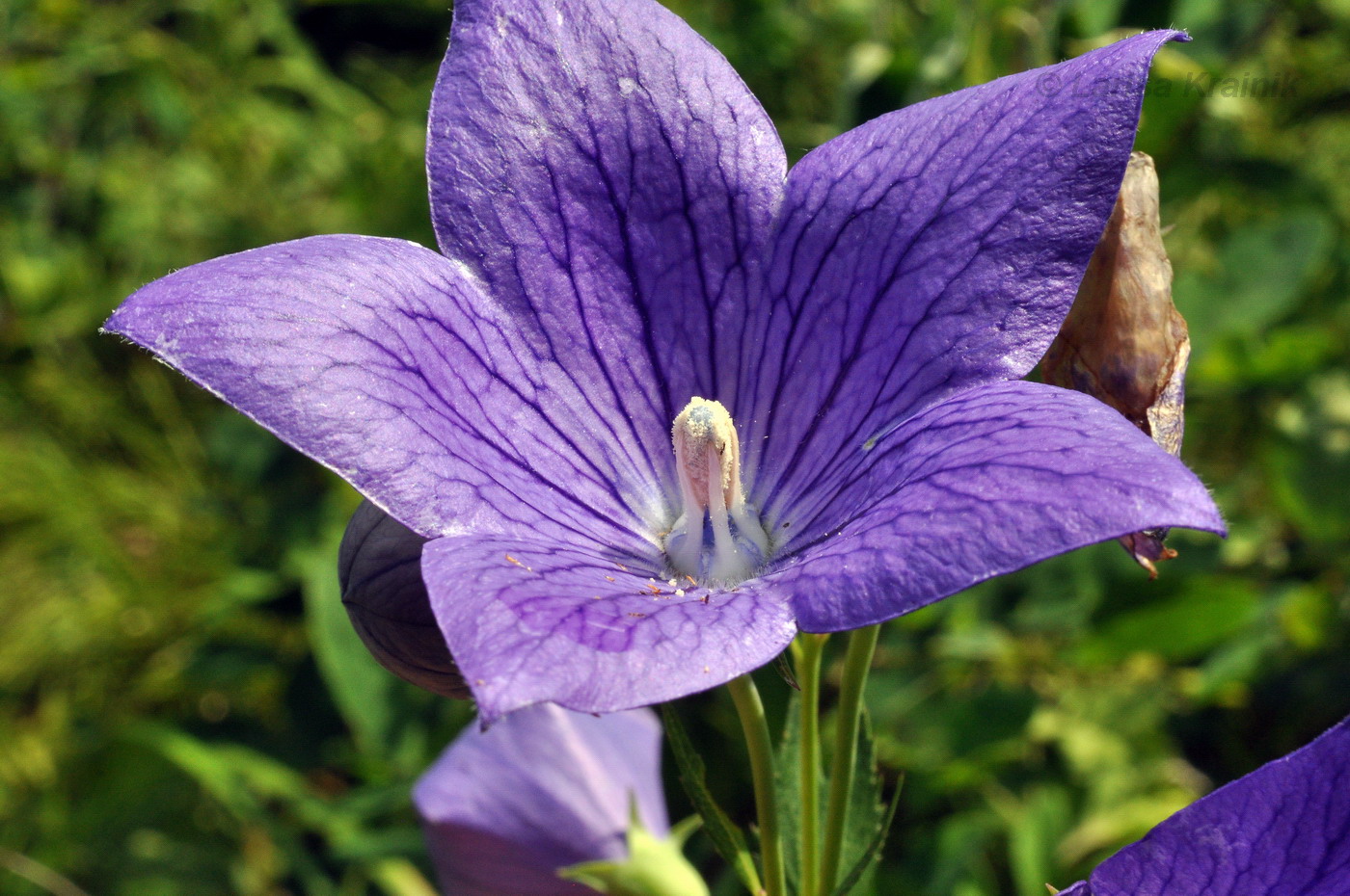 Image of Platycodon grandiflorus specimen.