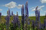 Lupinus × regalis