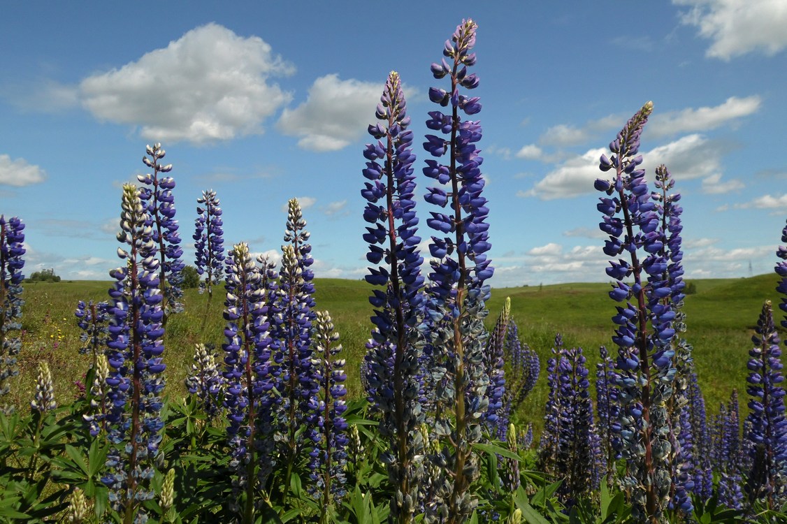 Изображение особи Lupinus &times; regalis.