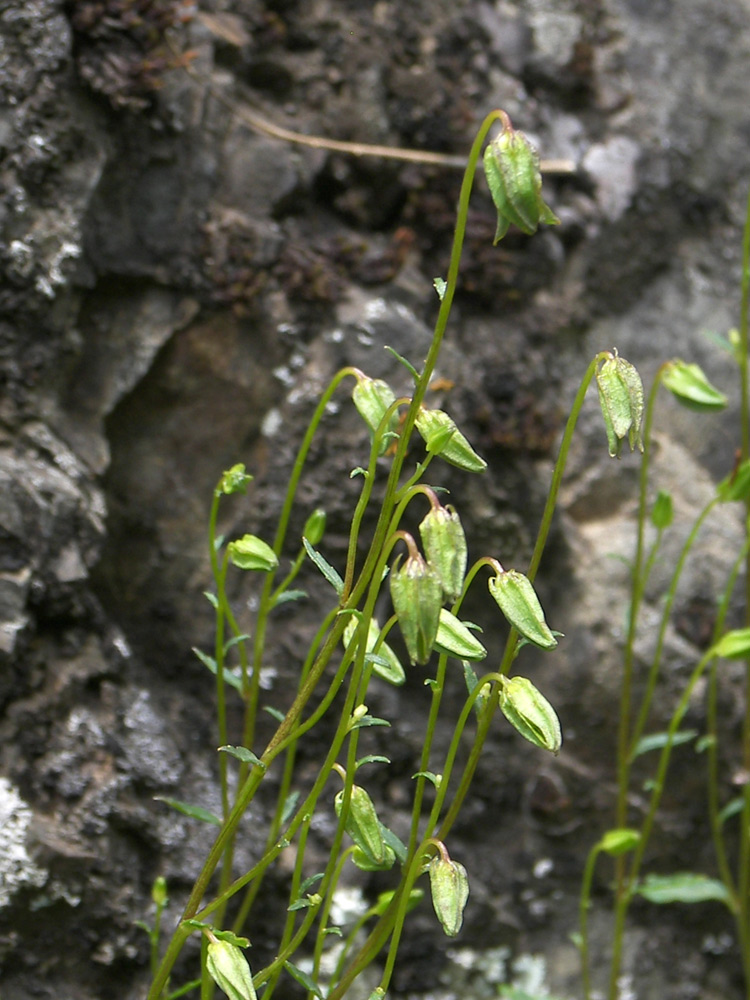 Изображение особи Campanula calcarata.