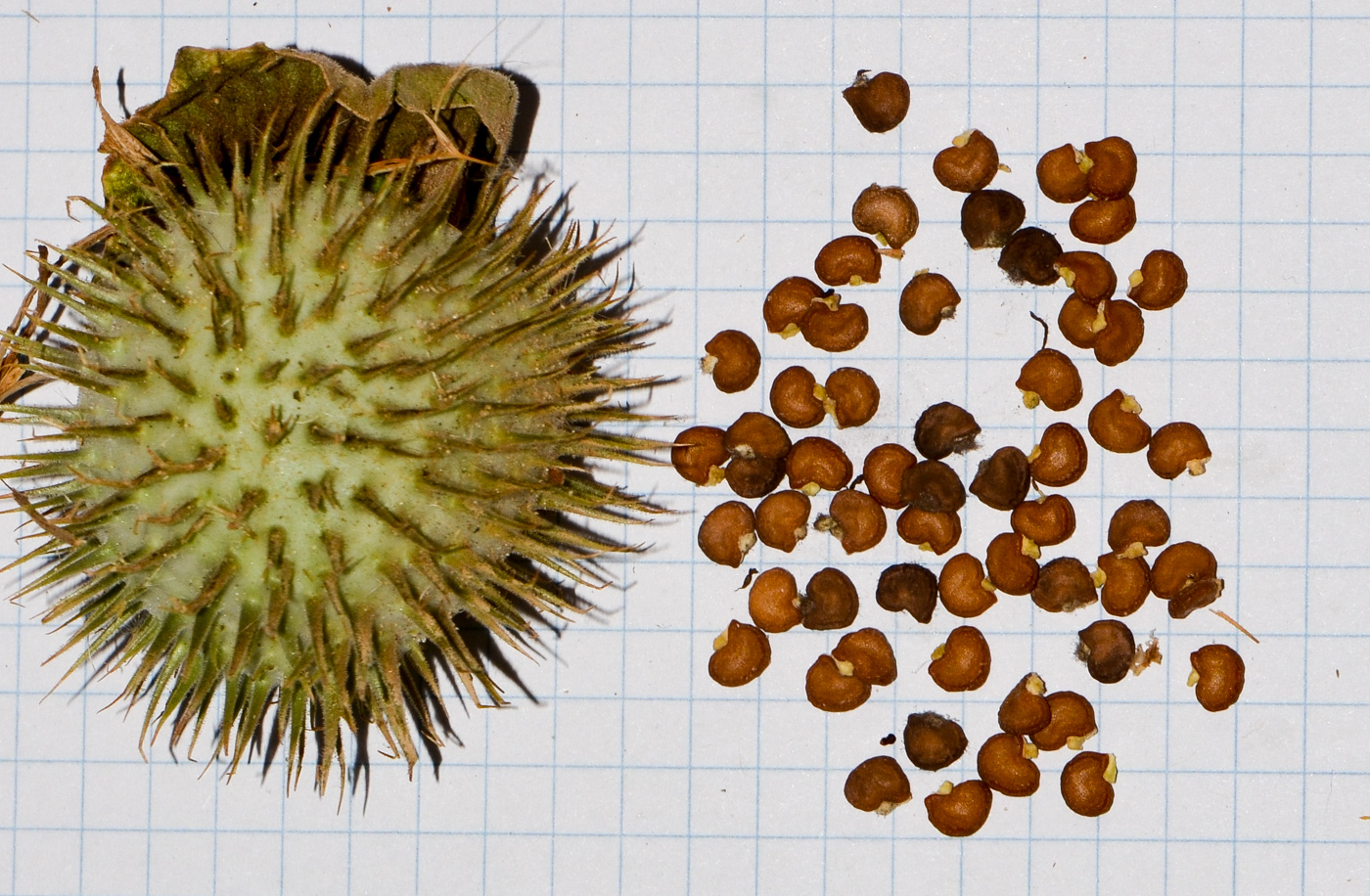 Image of Datura innoxia specimen.