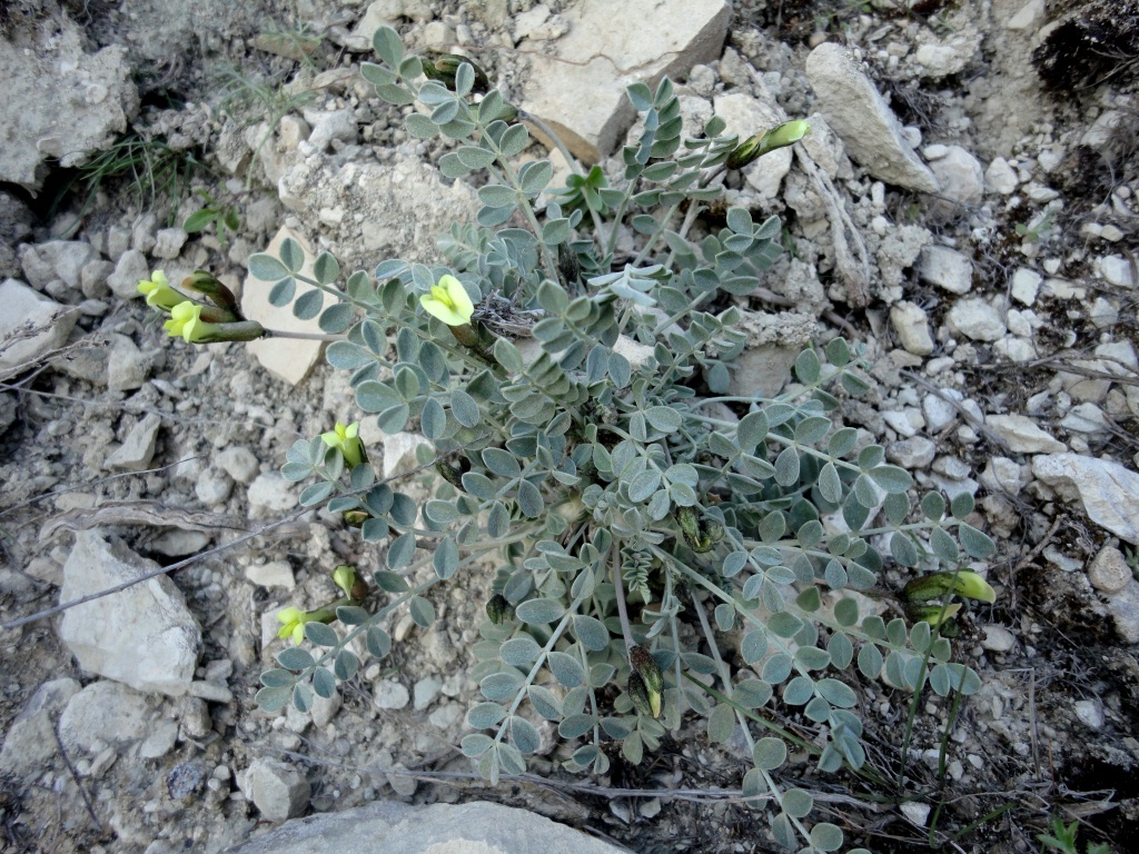 Image of Astragalus velatus specimen.