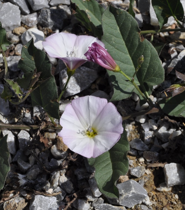 Изображение особи Convolvulus arvensis.