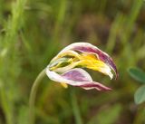 Tulipa tetraphylla