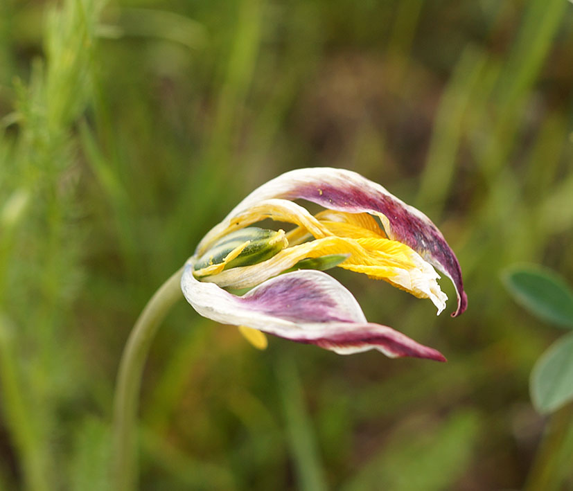 Image of Tulipa tetraphylla specimen.