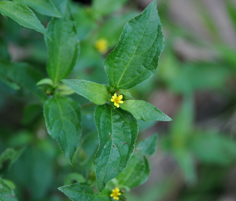 Image of Synedrella nodiflora specimen.