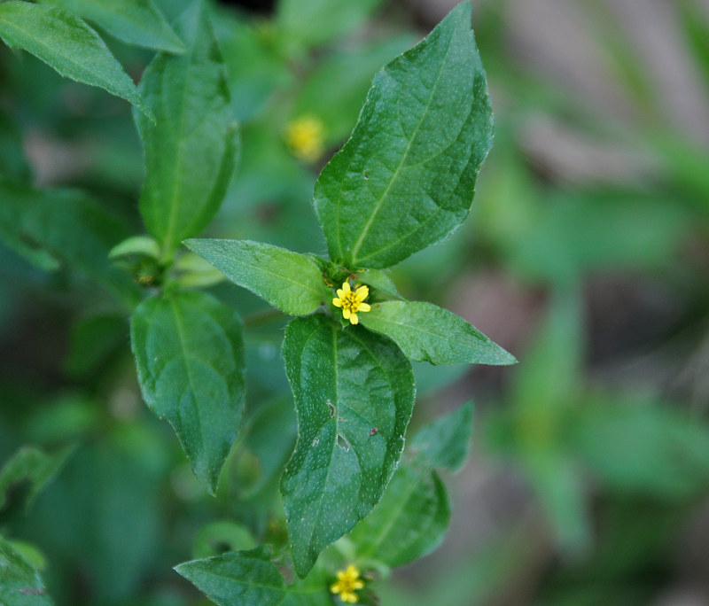 Image of Synedrella nodiflora specimen.