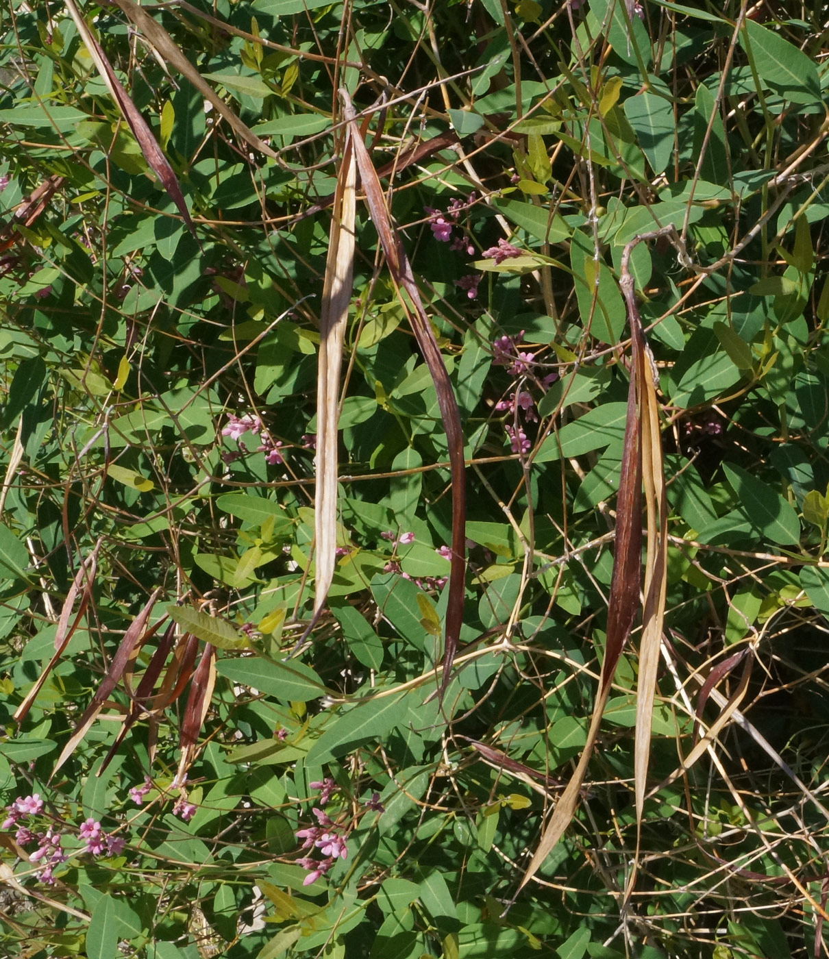 Изображение особи Trachomitum lancifolium.