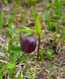 Fritillaria latifolia. Цветущее растение. Карачаево-Черкесия, окр. пос. Архыз, долина р. Малая Дукка, субальпийский луг (выс. около 2000 м н.у.м.). 19.06.2015.