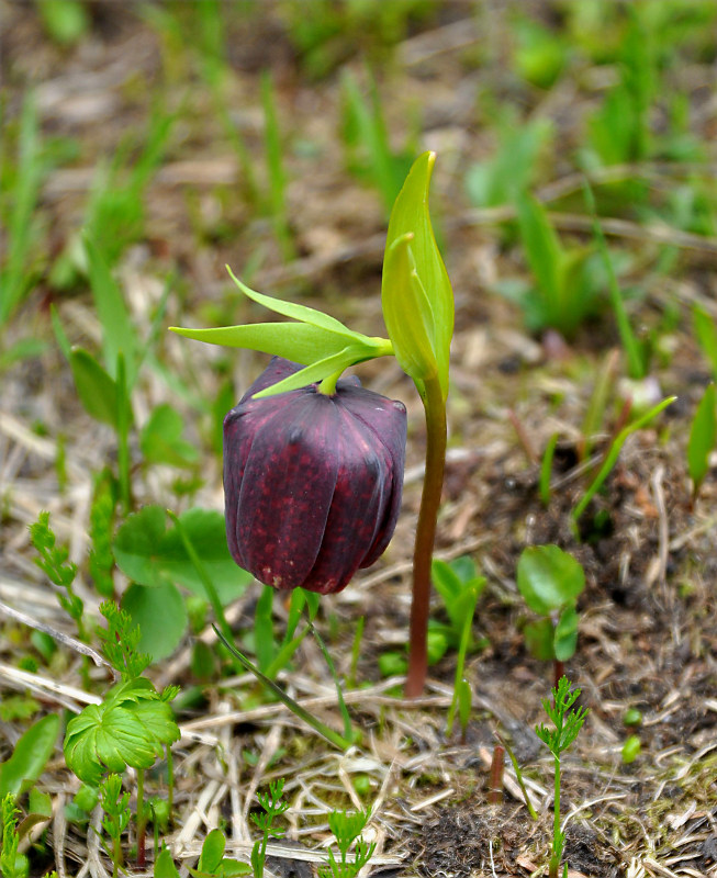 Image of Fritillaria latifolia specimen.