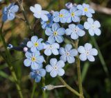 Myosotis sylvatica. Соцветие. Восточный Казахстан, Глубоковский р-н, окр. с. Тарханка, у вершины восточного склона сопки. 13.05.2015.